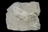 Fossil Crinoid (Dichocrinus) - Gilmore City, Iowa #148674-1
